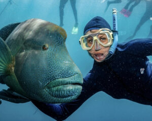 A snorkeler in a blue wetsuit interacts with a massive Napoleon wrasse in the Great Barrier Reef near Cairns, highlighting the vibrant marine life and crystal-clear waters of this world-famous dive site.
