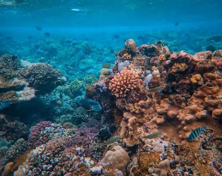 An underwater paradise in Ibiza’s crystal-clear waters, teeming with colorful coral formations and tropical fish swimming through a thriving reef ecosystem.